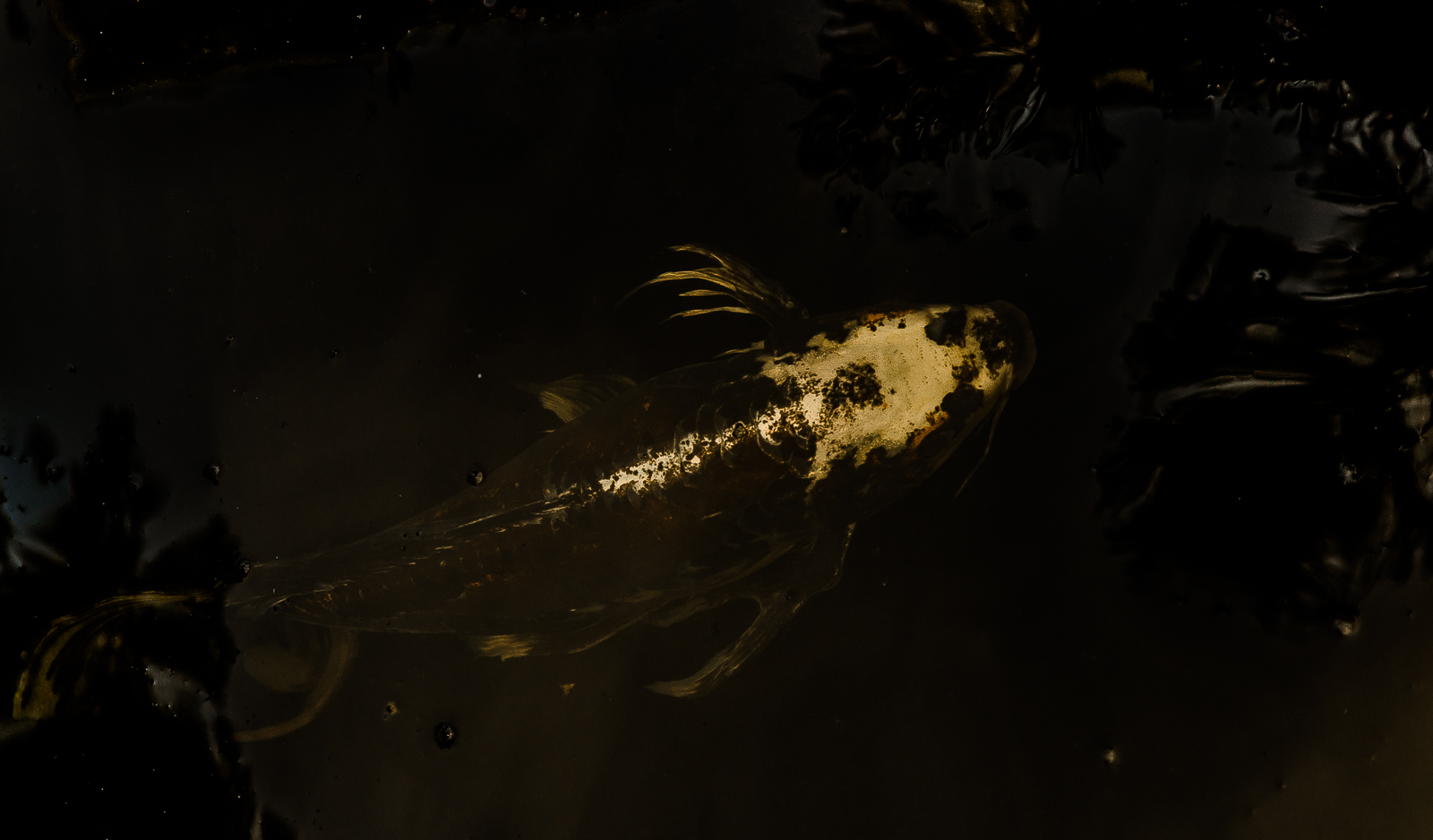 A golden fish glides through a shadowy, liquid void, surrounded by obscurity.