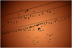 Silhouettes of birds on wires against an orange backdrop, dancing in ethereal harmony.