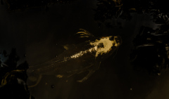 A golden fish glides through a shadowy, liquid void, surrounded by obscurity.