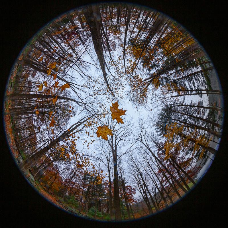Fish-eye view of a wooded landscape in autumn with fallen leaves