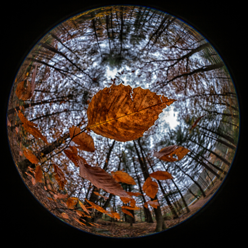 Autumn fish eye