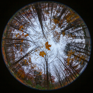 Fish-eye view of a wooded landscape in autumn with fallen leaves