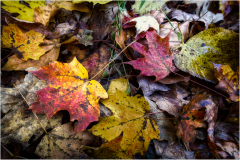 Colorful autumn leaves scattered on the ground.