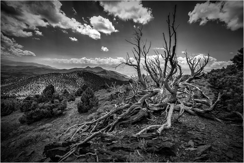 A black and white image of ancient bristlecone pines against a mountainous backdrop.