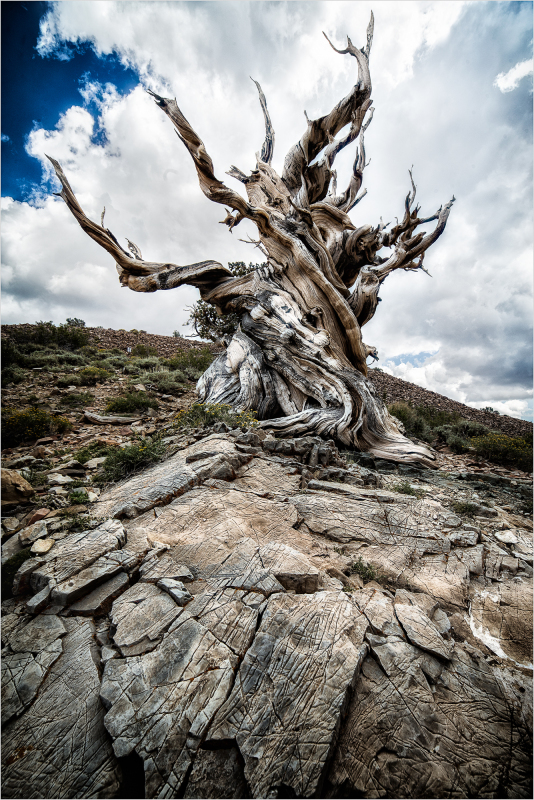 A gnarled ancient bristlecone tree stands on rocky terrain under a cloudy sky.