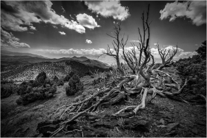 A black and white image of ancient bristlecone pines against a mountainous backdrop.