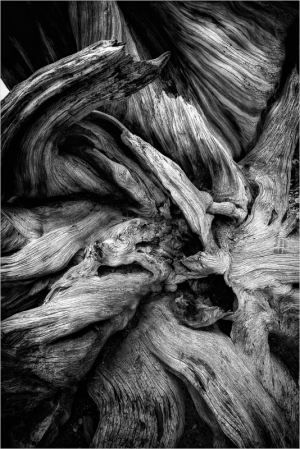 Intricate textures of ancient bristlecone pine wood, showcasing the beauty of time's passage.