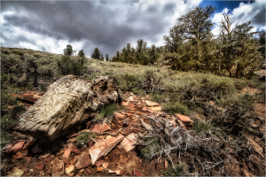 A rugged landscape featuring ancient bristlecone pines and rocky terrain under a cloudy sky.