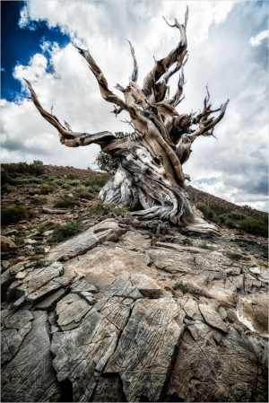 A gnarled ancient bristlecone tree stands on rocky terrain under a cloudy sky.
