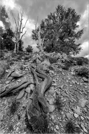 A weathered bristlecone pine on a rocky slope, surrounded by ancient landscape.