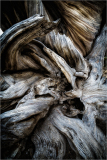 Intricate patterns in the weathered wood of ancient bristlecone pines.