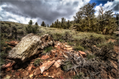 A rugged landscape featuring ancient bristlecone pines and rocky terrain under a cloudy sky.
