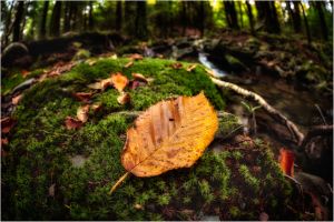 A single yellow leaf resting on green moss near a stream in a forest.