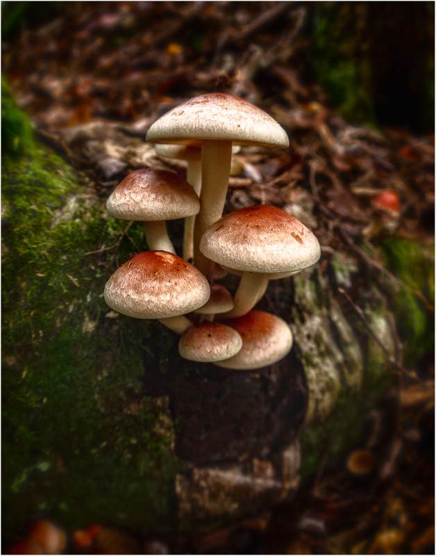 A cluster of mushrooms growing from a mossy log, soft and inviting in the forest.