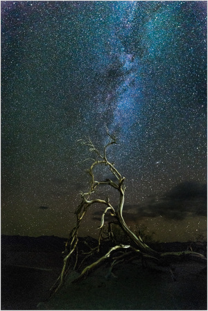 A gnarled tree silhouetted against a starry night sky in Death Valley.