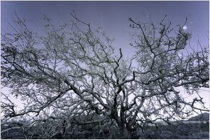 A gnarled tree with intricate branches silhouetted against a twilight sky.