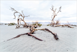 Twisted, barren trees rise from pale sand under a moody sky.