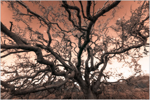 A gnarled tree with twisting branches against a surreal, warm-toned sky.