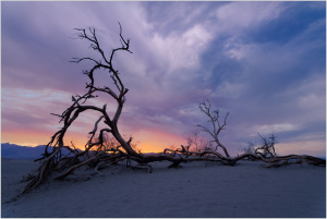 A gnarled tree silhouette against a colorful sunset sky in Death Valley.