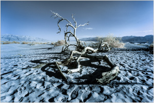 A gnarled tree skeleton sprawls across the surreal, sandy expanse of Death Valley.