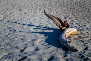 A gnarled driftwood piece rests on soft, undulating sand, casting a long shadow.