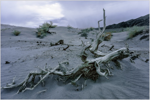 A gnarled, weathered tree trunk lies on the sandy desert floor under a moody sky.