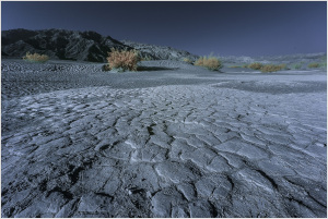 Cracked earth stretches under a surreal, moonlit sky, with ghostly plants peeking through.