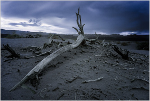 A gnarled tree branch lies on the sandy ground under a moody sky.
