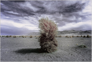 A solitary bush stands against a dramatic sky in Death Valley, captured in infrared.