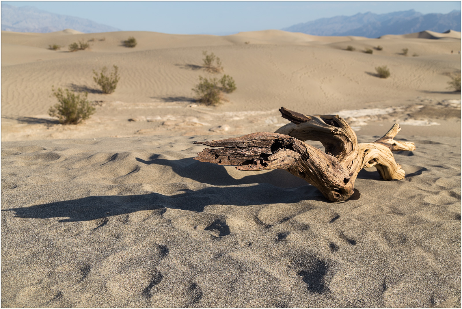 A gnarled piece of driftwood rests on golden sands, casting a long shadow under a vast sky.