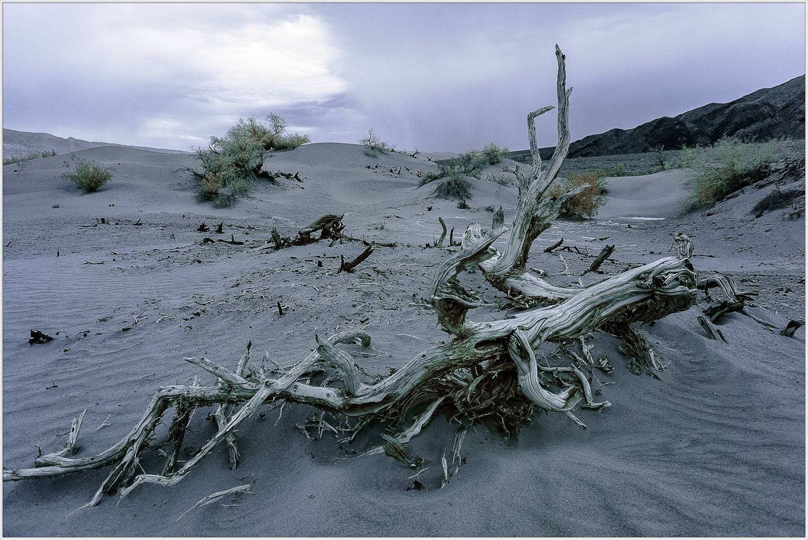 A gnarled, weathered tree trunk lies on the sandy desert floor under a moody sky.