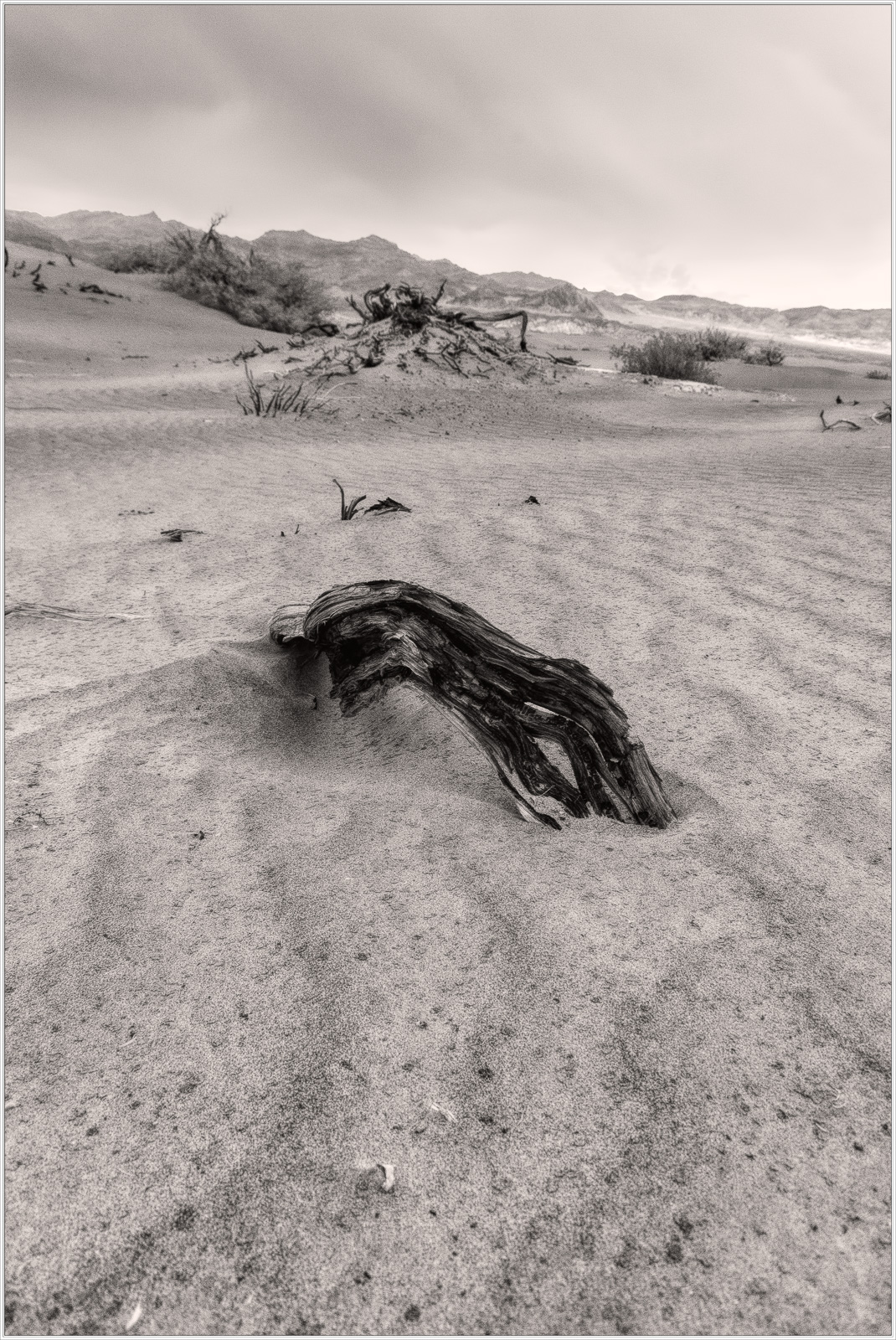 A weathered log partially buried in the sandy expanse of Death Valley, captured in moody tones.