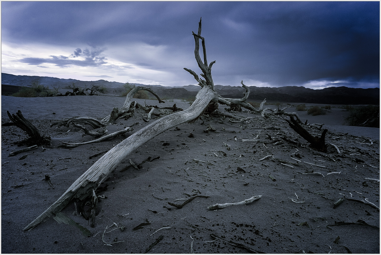 A gnarled tree branch lies on the sandy ground under a moody sky.