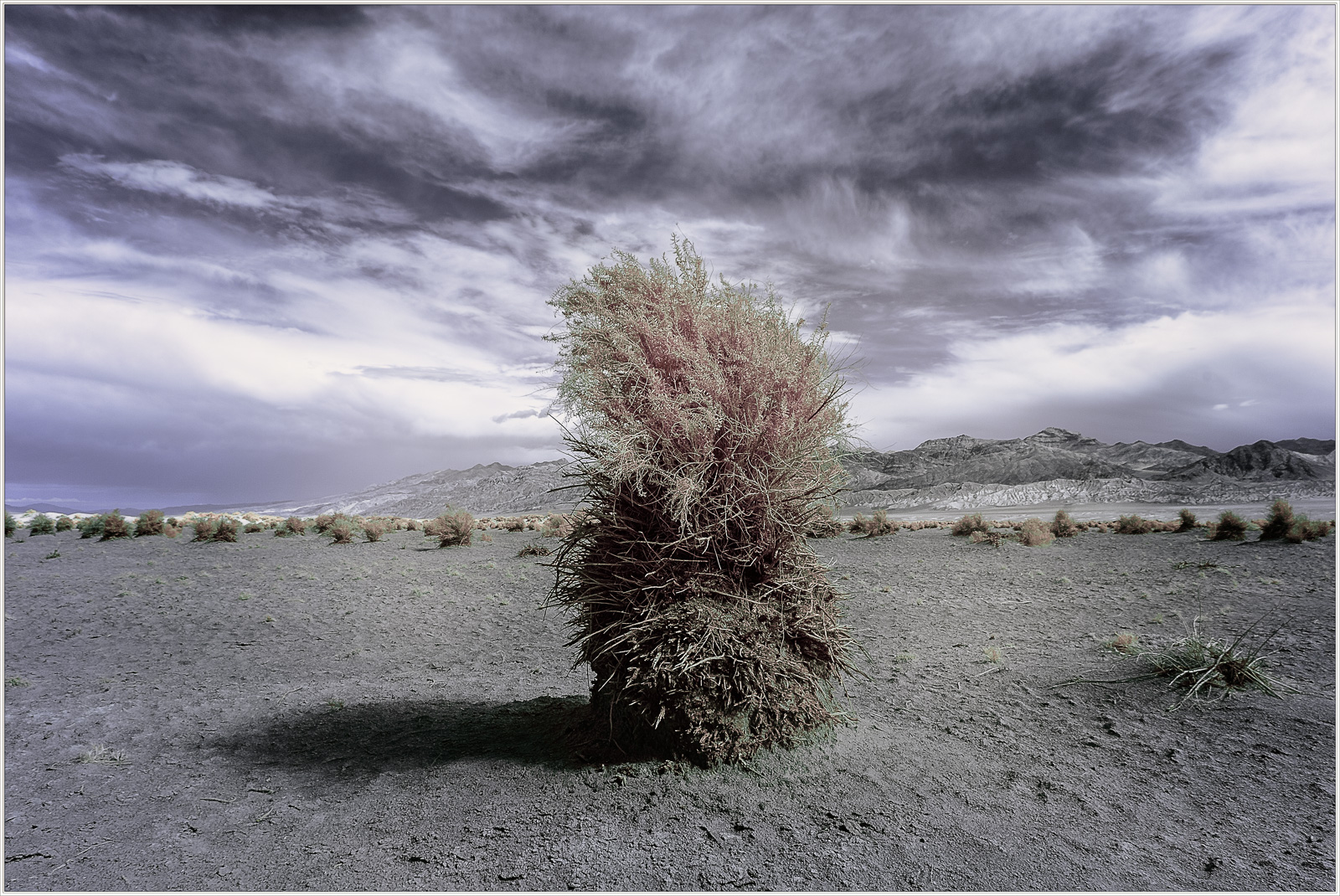 A solitary bush stands against a dramatic sky in Death Valley, captured in infrared.