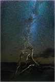 A gnarled tree silhouetted against a starry night sky in Death Valley.