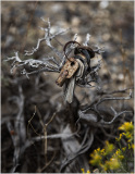 A cluster of old keys hangs from a twisted, barren branch amidst dry foliage.
