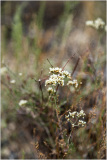 Delicate white flowers bloom amidst dry, tangled greenery in a desert landscape.