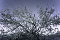 A gnarled tree with intricate branches silhouetted against a twilight sky.
