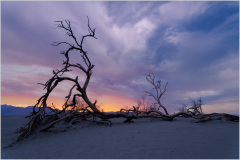 A gnarled tree silhouette against a colorful sunset sky in Death Valley.