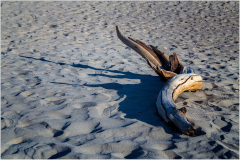 A gnarled driftwood piece rests on soft, undulating sand, casting a long shadow.