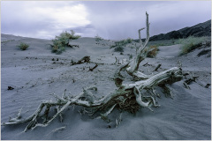 A gnarled, weathered tree trunk lies on the sandy desert floor under a moody sky.