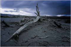 A gnarled tree branch lies on the sandy ground under a moody sky.