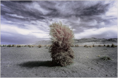 A solitary bush stands against a dramatic sky in Death Valley, captured in infrared.