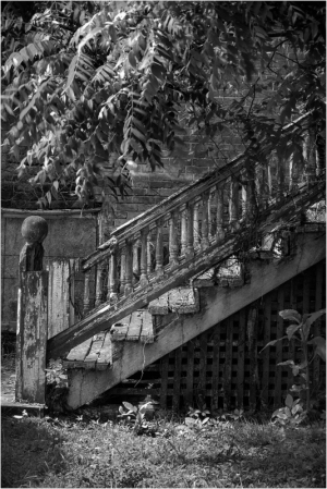 A weathered staircase surrounded by lush greenery, hinting at stories untold.