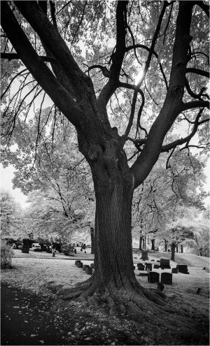 A gnarled tree looms over a graveyard, shadows dancing among the tombstones.