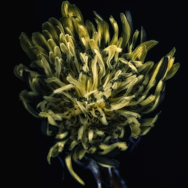 Dandelion macro