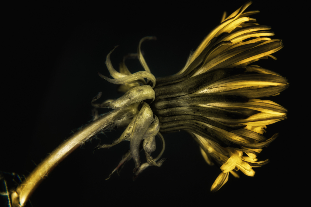 Dandelion macro