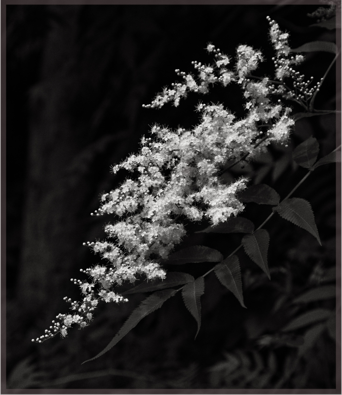 Clusters of white flowers