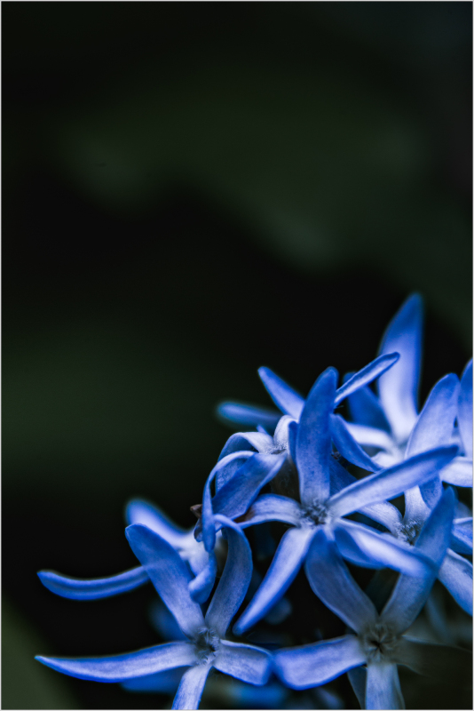 Blue flowers
