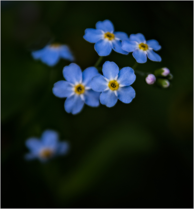 Forget Me Nots
